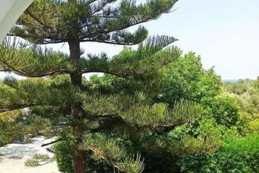 Hotel Summer Dream:  RHODES