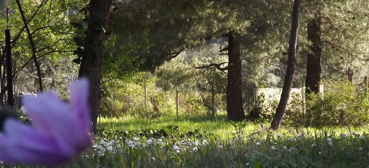 Pefka Studios &Amp; Apartments Sithonia - Porto Carra: Foto 