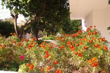 Hotel Alexios Studios Skopelos: Photo 