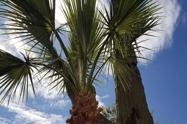 Hotel City Express By Marriott Tempe Tempe (Az): Photo 