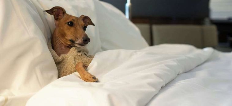 Hotel The Westin Harbour Castle, Toronto Toronto: Foto 