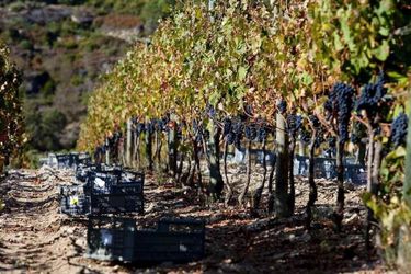 Quinta Do Medronheiro Hotel Rural Viseu: Photo 