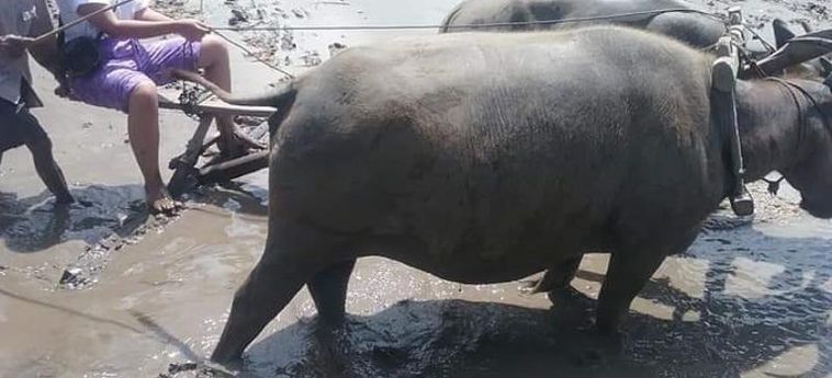 Hotel Akar Wangi 2 Homestay Yogyakarta: Foto 