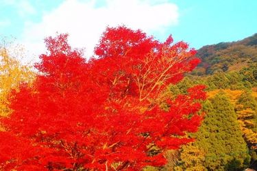 Hotel Homey Inn Enya Yufu - Oita Prefecture: Photo 