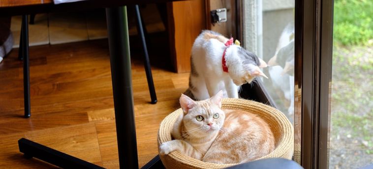 Hotel Yufuin Waraneko No Yado Yufu - Oita Prefecture : Photo 