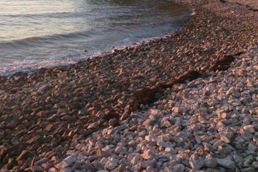 Apartment Nives Zadar - Dalmatia: Photo 